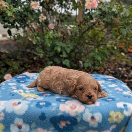 Benny - Red male Cavapoo puppy in Mc Ewen, Tennessee from Spencer's "lil" Cavapoos & Bernedoodles