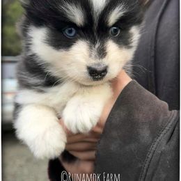 Runamok Peppermint Schnapps (Pepper) - Black and white female Pomsky puppy in St. Maries, Idaho from Runamok Farm