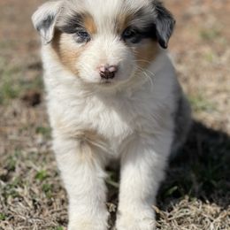 Australian Shepherd Puppies from Aussie Hill Farm
