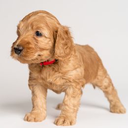 Boy 1 - Australian Labradoodle puppy in Darien, Connecticut from Nutmeg by the Sea Australian Labradoodles