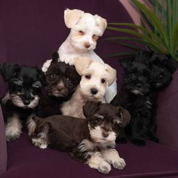Miniature Schnauzer puppies from R3 Schnauzers