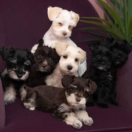 Miniature Schnauzer puppies from R3 Schnauzers