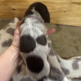 Frappe (Navy) - White and liver male German Shorthaired Pointer puppy in Westminster, Maryland from Mischieous Miss Daisy: GSP Puppies