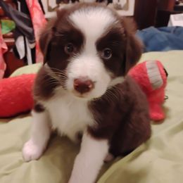 Bella - Red tri-color female Australian Shepherd puppy in Crestline, Ohio from High Desert Aussies