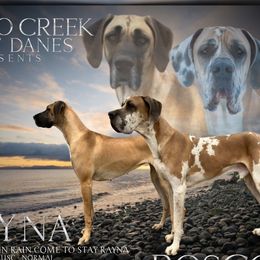 Great Danes from Buffalo Creek Great Danes