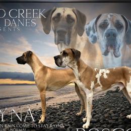 Great Danes from Buffalo Creek Great Danes