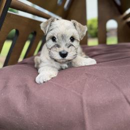 Miniature Schnauzer Puppies from Rooted Hearts Miniature Schnauzers