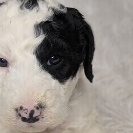 Aussiedoodles, Bernedoodles, Cavapoos, Goldendoodles, Poodles, and Sheepadoodles from Southern Utah Doodles & Poodles