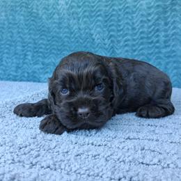 Grey collar female - Brown and white female Cocker Spaniel puppy in Howell, Michigan from Robbin's Treasures