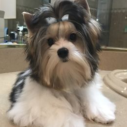 Bodie - Yorkshire Terrier