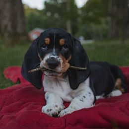 Basset Hounds from Southern Kissed Bassets