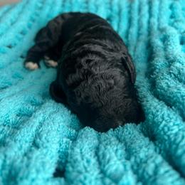 Black - Parti male Labradoodle puppy in Ellenwood, Georgia from Four Paws Down