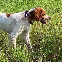 English Cocker Spaniels and French Brittanys from HHF gun dogs