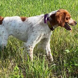 English Cocker Spaniels and French Brittanys from HHF gun dogs