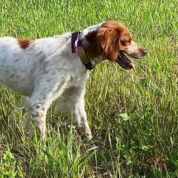 English Cocker Spaniels and French Brittanys from HHF gun dogs
