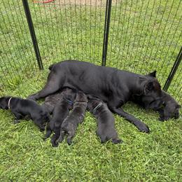 2nd pick FEMALE - female Cane Corso puppy in Crossville, Tennessee from CANE CORSO DI DROGHEDA