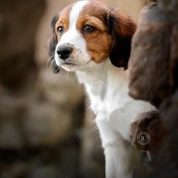 Nederlandse Kooikerhondje Puppies from Driftless Kooikerhondjes