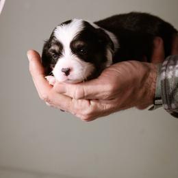 Anne - Black and tan female Pembroke Welsh Corgi puppy in South Otselic, New York from Ridge Top Corgis