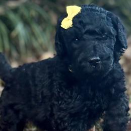 Poodles from Dreamland Standard Poodles