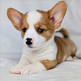 Finn - Sable merle and white male American Corgi puppy in Clarksville, Tennessee from Cold Creek Family Farm LLC