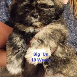 Lhasa Apso Puppies from Lotsa Apsos