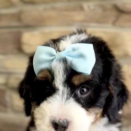Bernedoodle, Cavapoo, and Goldendoodle Puppies from Blackberry Farm Puppies