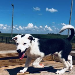 Boy 1 - Lime - Black and white male Border Collie puppy in Minden, Iowa from Rocking N Registered Border Collies & Labradors