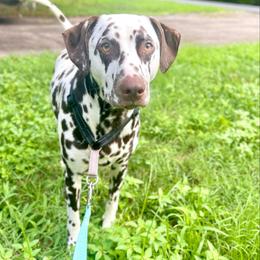 Boy 2 - White and liver brown male Dalmatian puppy in Richmond, Virginia from Darrfield