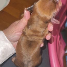 Red dapple male - Red male Dachshund puppy in Willow Springs, Missouri from Willow Weiner Ranch