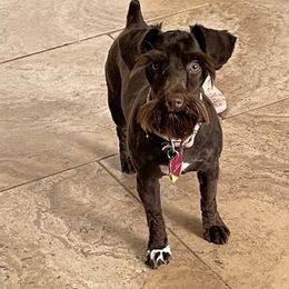 Goldendoodles and Miniature Schnauzers from Bogle’s K9