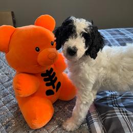 Cowgirl (Blk-Wh Parti) - Parti female Goldendoodle puppy in Toledo, Ohio from Avery Doodle Day LLC