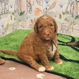 Fisher - Caramel red male Australian Labradoodle puppy in Alamo, Texas from QuiSal Labradoodles