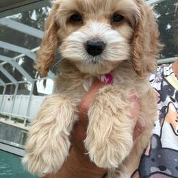 Bianca boy Blue collar - Golden male Cockapoo puppy in Haines City, Florida from Camic Cockapoos