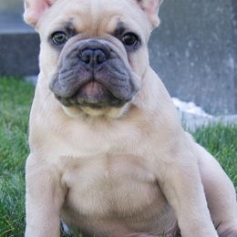 French Bulldogs from Luxe Farmhouse Frenchies LLC