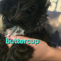 Buttercup - Chocolate and tan female Shih Tzu puppy in Green Valley Lake, California from All American Shih Tzu Puppies