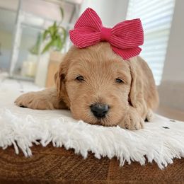 Goldendoodle and Poodle Puppies from Great Doodles & Poodles
