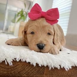 Goldendoodle and Poodle Puppies from Great Doodles & Poodles