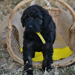 Poodle Puppies from Nay Design Poodles