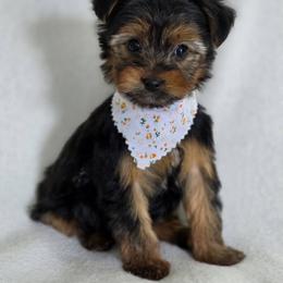 Lilo's girl 1 - Black and tan female Yorkshire Terrier puppy in Aiken, South Carolina from Sio's Yorkies