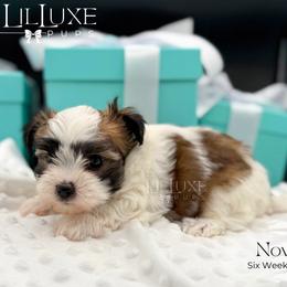Nova - White and tan female Morkie puppy in Scottsdale, Arizona from Lil Luxe Pups