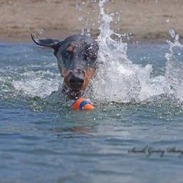 Doberman Pinscher All Grown Up from SolStorm Dobermanns