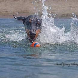 Doberman Pinscher All Grown Up from SolStorm Dobermanns