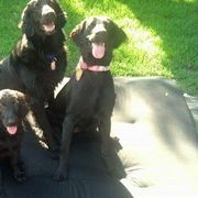 American Hairless Terrier and Flat-Coated Retriever Puppies from Rensai Kennels