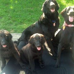 American Hairless Terrier and Flat-Coated Retriever Puppies from Rensai Kennels