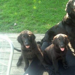 American Hairless Terrier and Flat-Coated Retriever Puppies from Rensai Kennels