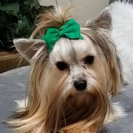 French Bulldogs and Yorkshire Terriers from Hazel Sky Kennel