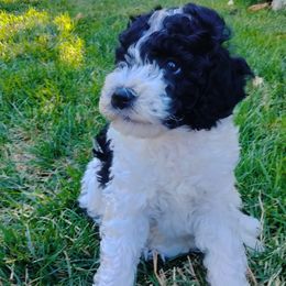 Griffin - Parti male Poodle puppy in Kaysville, Utah from Ray Poodles