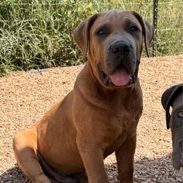 Black collar - Red male Boerboel puppy in Livingston, Texas from Peterbuilt Boerboel
