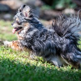 Cali Girl - Chihuahua