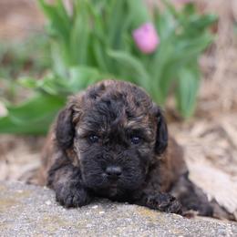 Onna - Merle female Whoodle puppy in West Bend, Iowa from Blue Skies Terriers